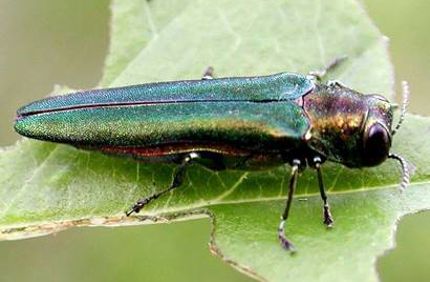 Emerald Ash Borer Wp