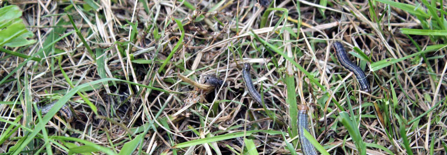 Armyworms Banner 1440X500