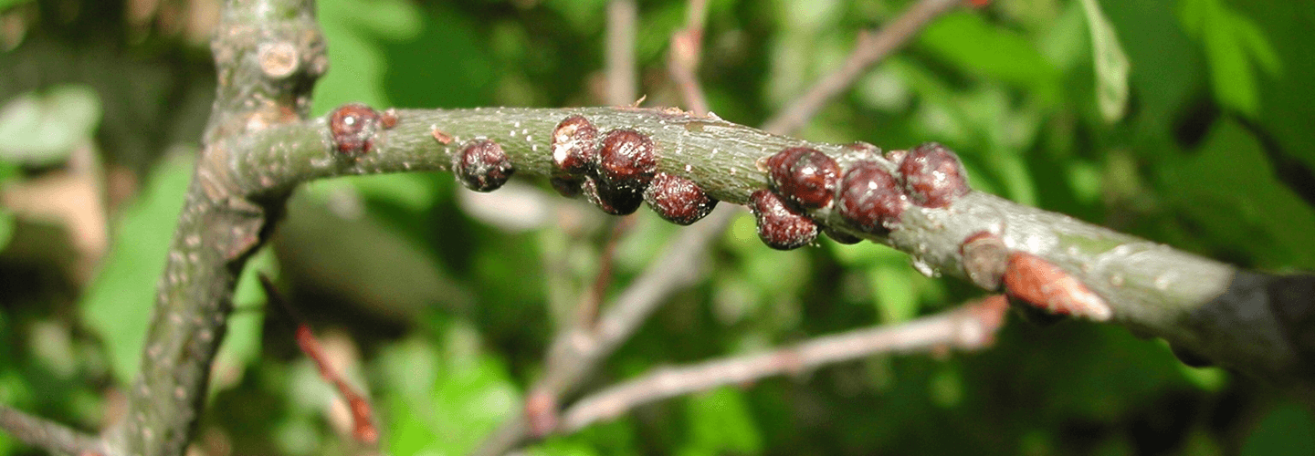 Pest And Disease Center Scale Insects Banner 1440X500