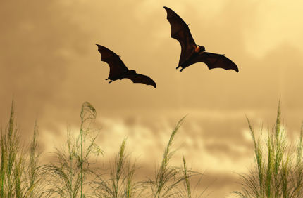 Bats