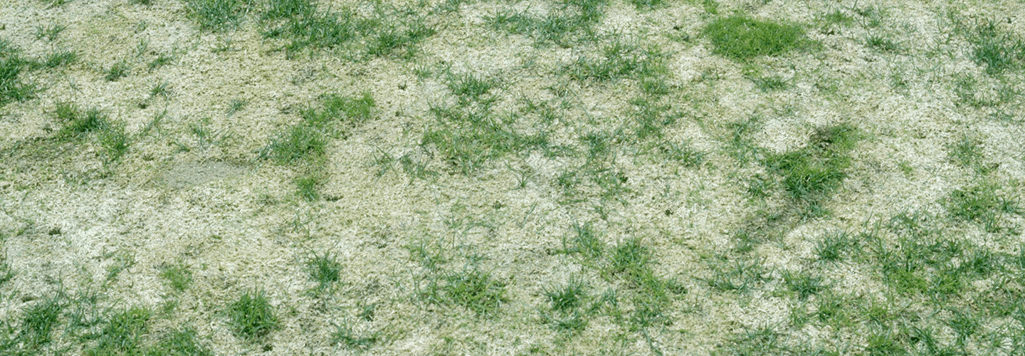 Pest And Disease Center Gray Snow Moldt Banner 1440X500