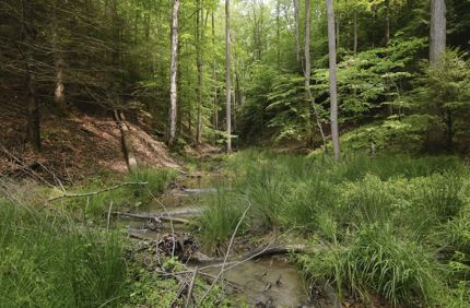 Stonecoal Trib Restoration