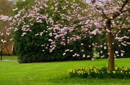 Spring Tree 1366708622Uct