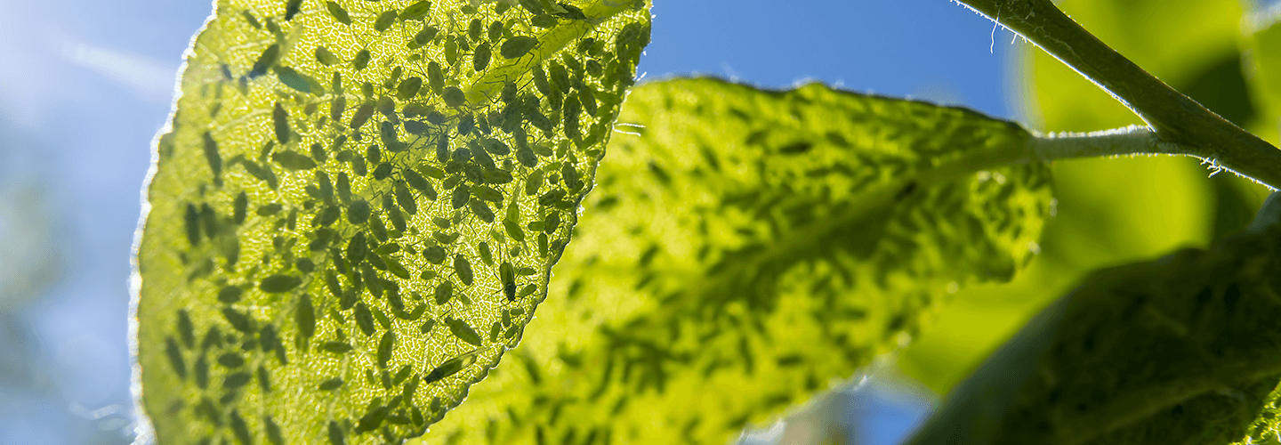 Pest And Disease Aphids Banner 1440X500