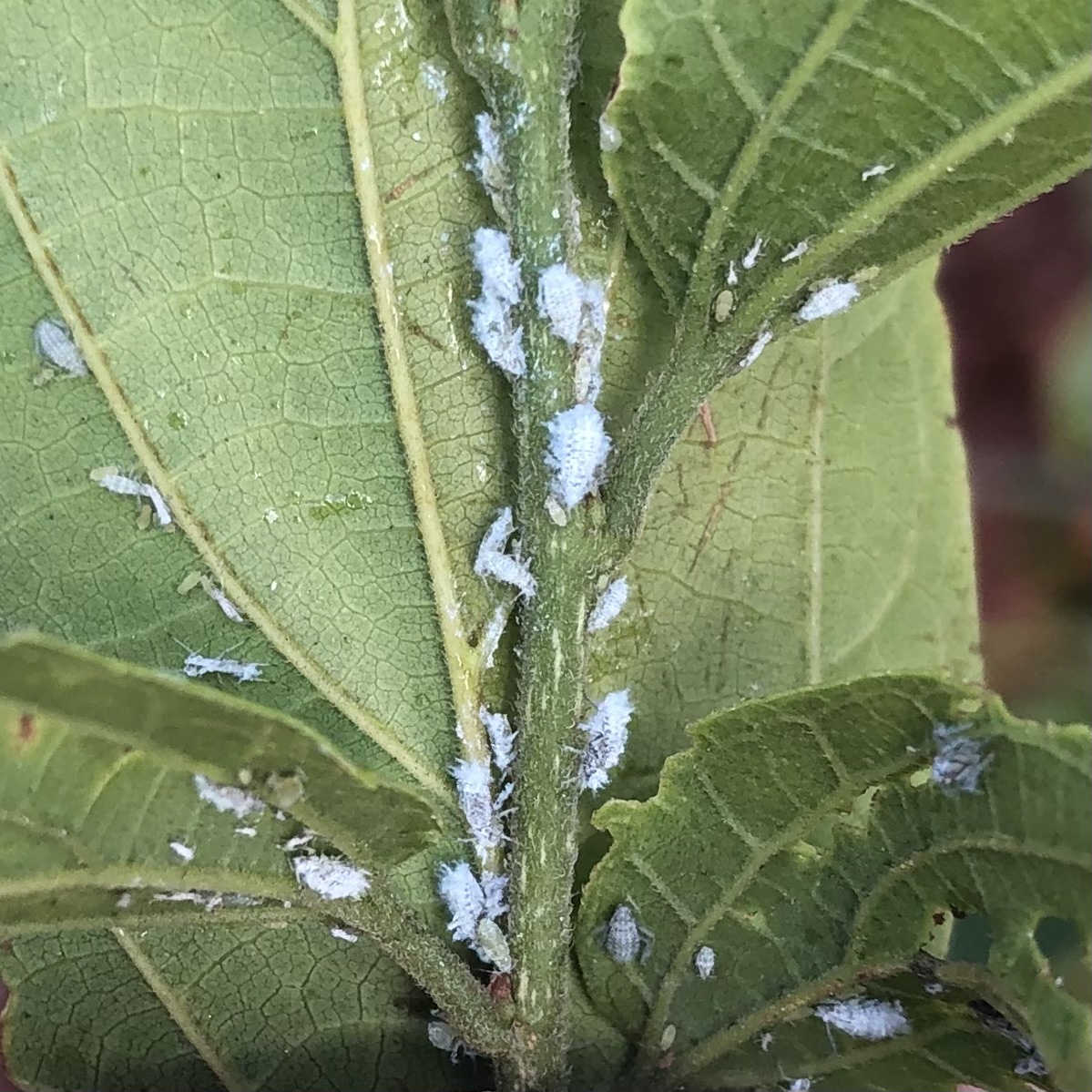 Woolly Hackberry Aphids J Douch