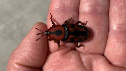 Palm Weevil Damage