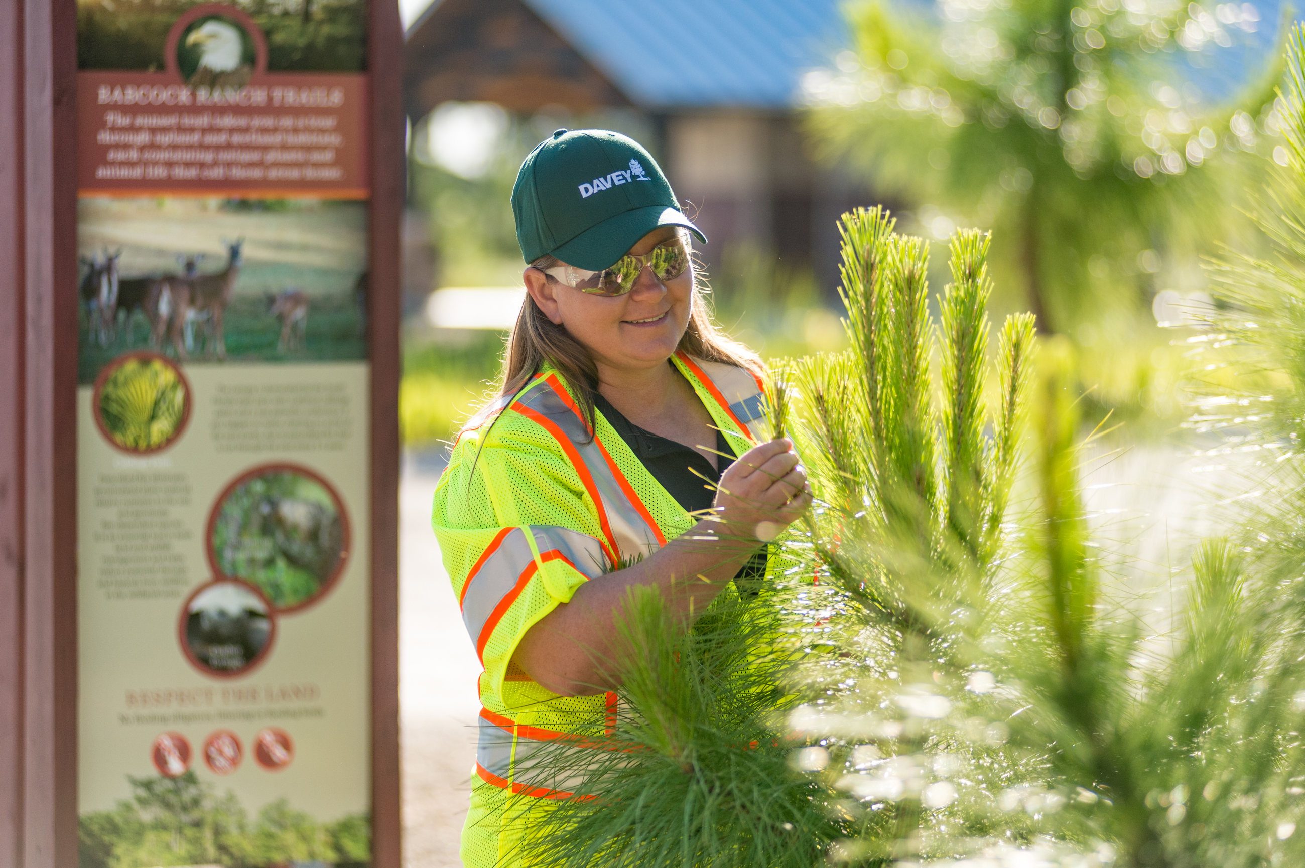 Commercial Certified Arborist