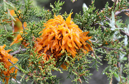 Rust On Juniper Tree 1