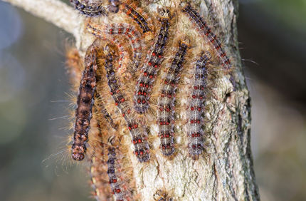 Gypsy Moth Caterpillars On Tree Davey Tree