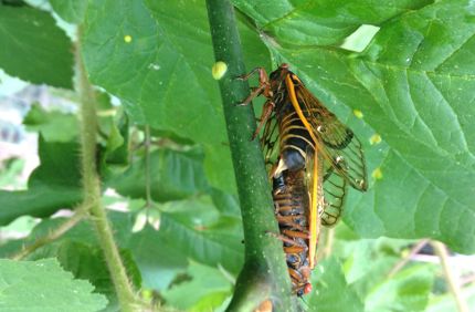 Cicada Ovipositioning Zimmerman