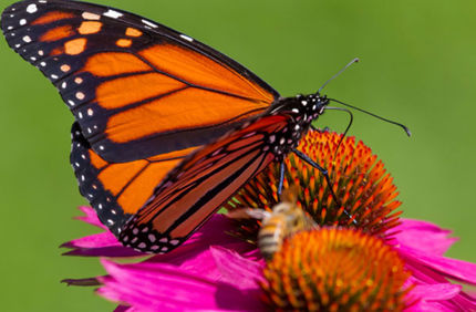 Row Pollinator Habitat 600X600