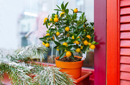 How To Winterize Or Store Potted Fruit Tree In Winter Davey Tree