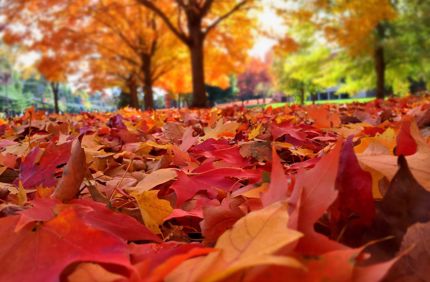 Leaf Covered Forest Floor