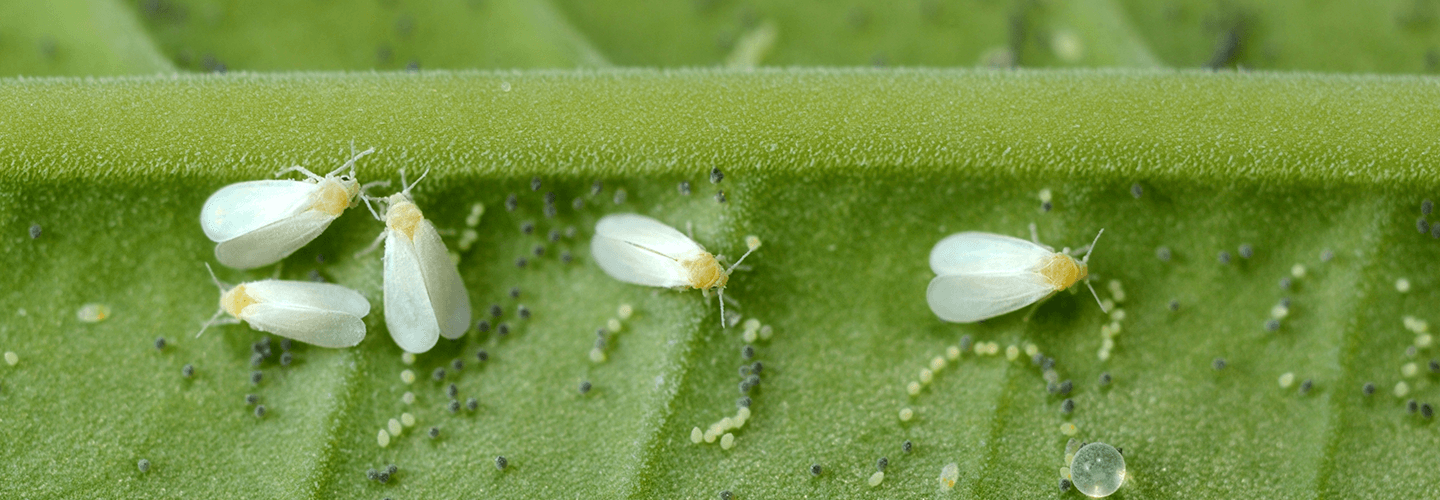 Pest And Disease Ash Whiteflies Banner 1440X500