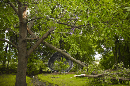 Davey Tree Storm Damaged Tree Broken Tree Limb