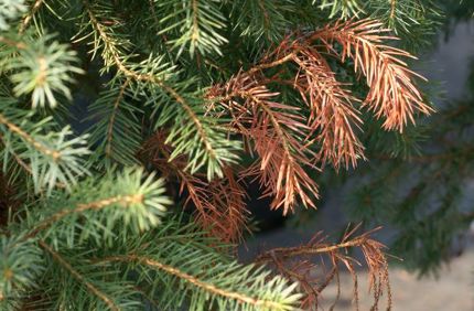 Browning Evergreen