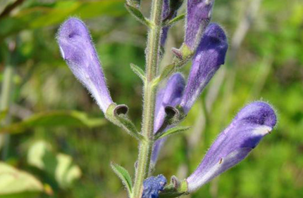 Blue Wild Indigo 600X600