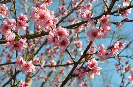 Spring 4005321 960 720