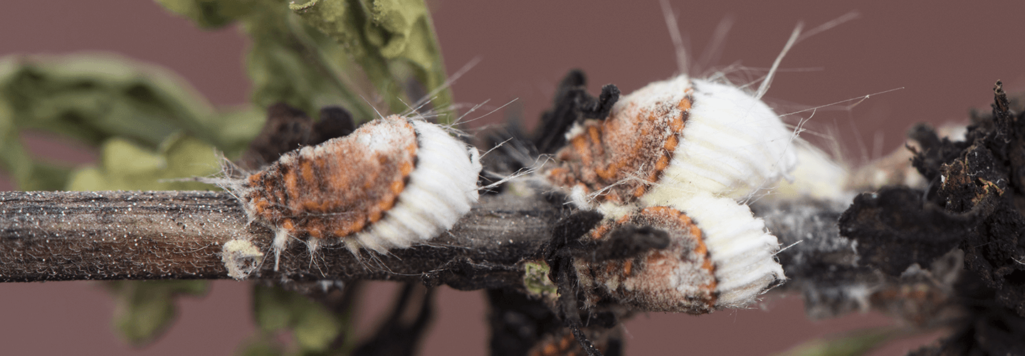 Pest And Disease Center Cottony Maple Scale Banner 1440X500