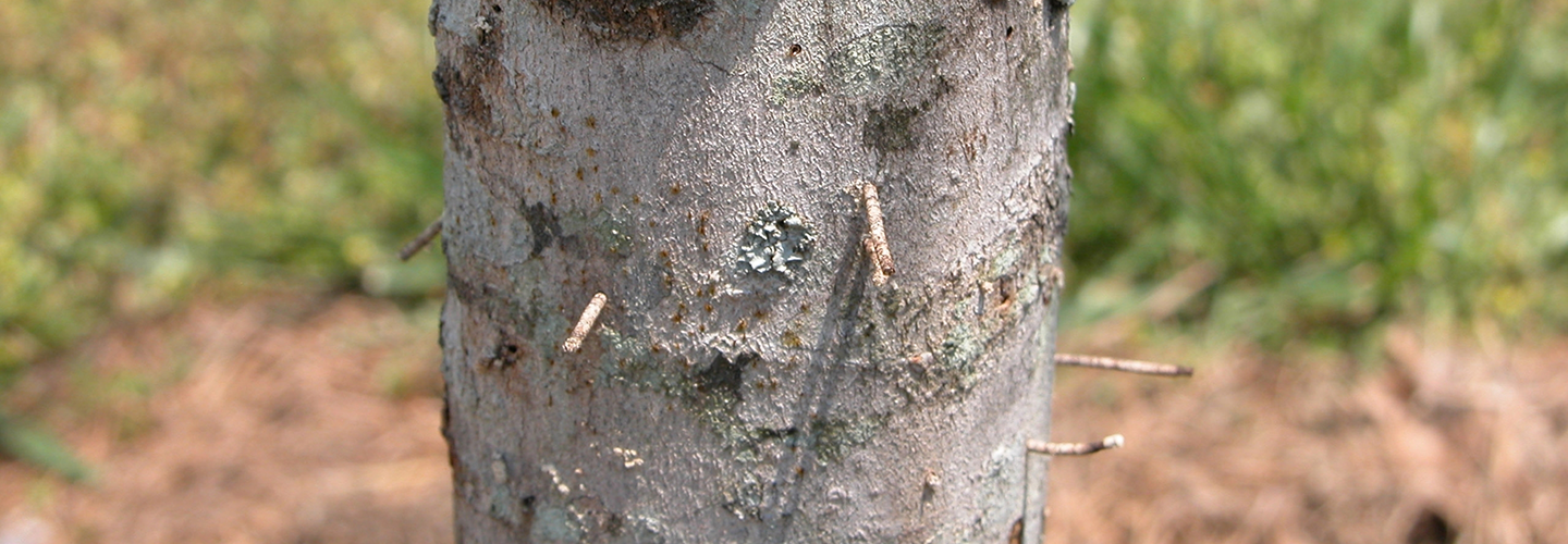 Pest And Resource Center Ambrosia Beetle Banner 1440X500