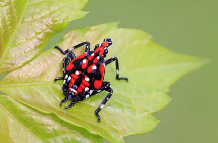 Spotted Lanternfly Late Nymph Davey Tree 1