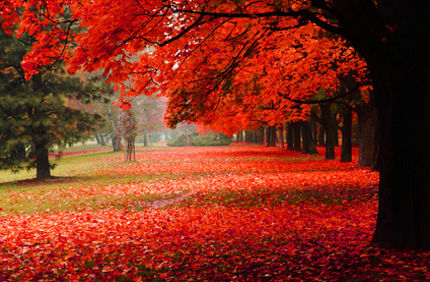 Davey Tree Red Maple In Autumn Fall