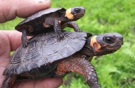 Bog Turtle 600X600