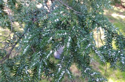 Hemlock Woolly Adelgid Close Up Davey Tree