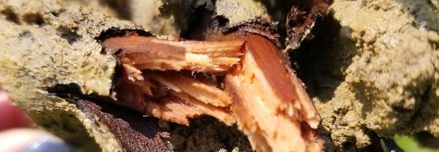 Pest And Disease Phytophthora Diseases Banner 1440X500