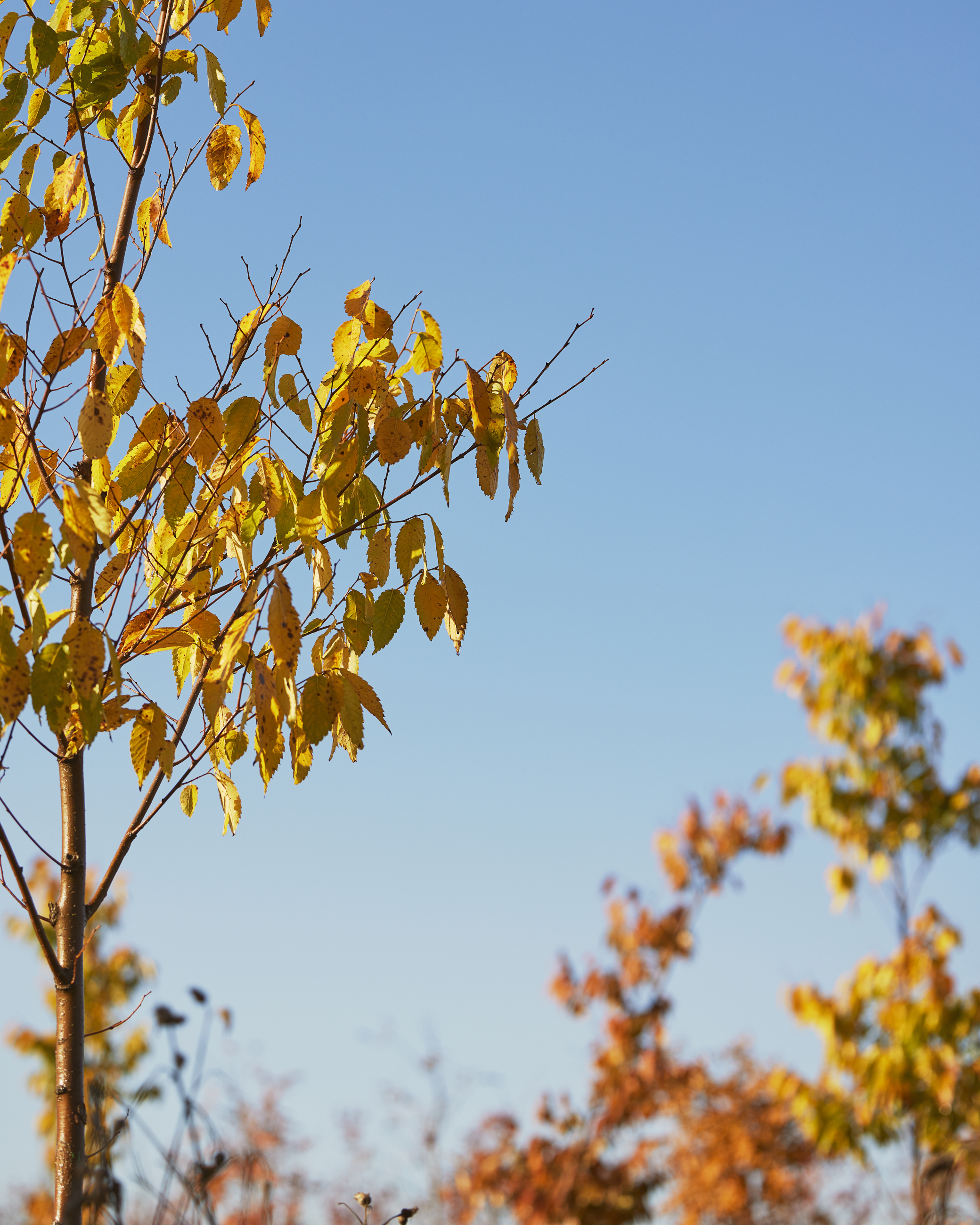 028A0876 4716X5895 B86821b (1)