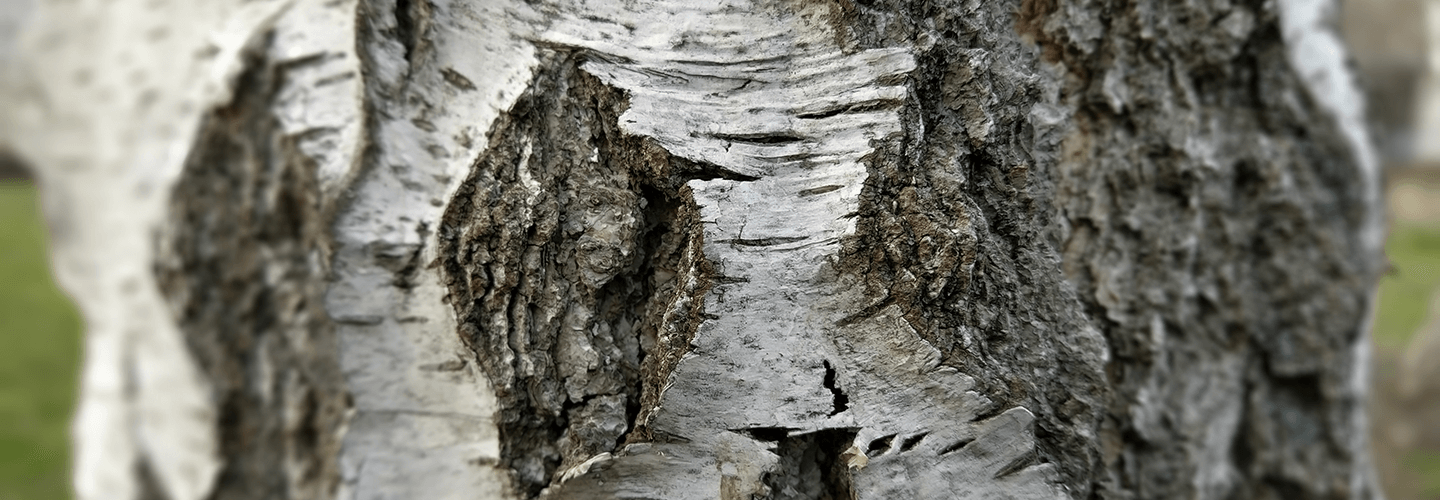 Pest And Disease Center Bronze Birch Borer Banner 1440X500