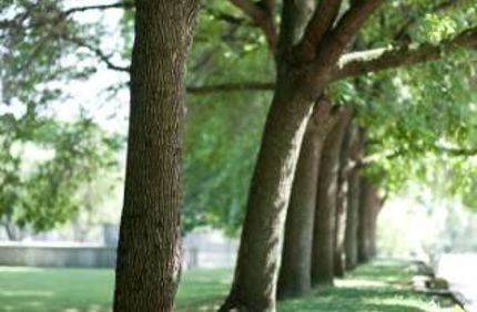 Trees