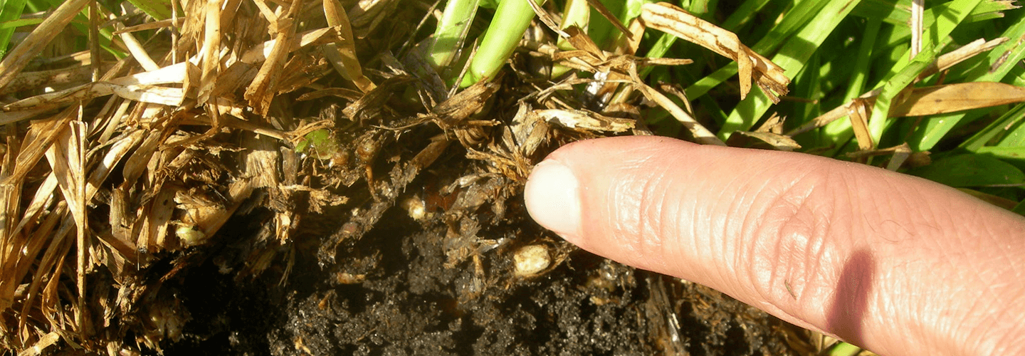 Pest And Disease Thatch Banner 1440X500