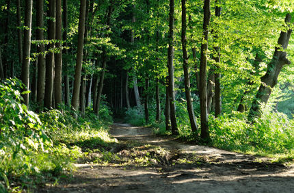 Trail In Forest In Spring