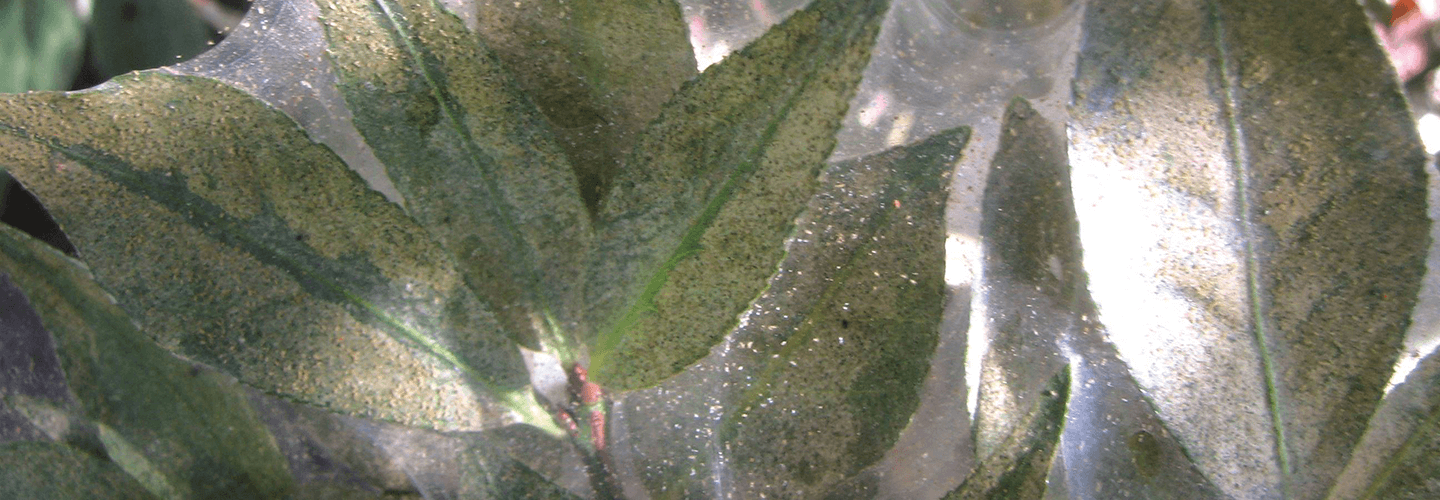 Pest And Disease Mites Banner 1440X500