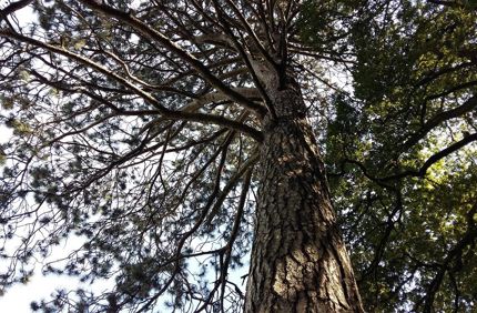 Tree 2799624 1280