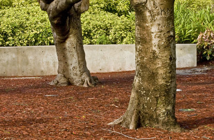 Tree With Mulch