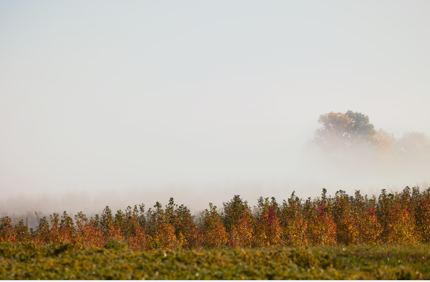 Foggy