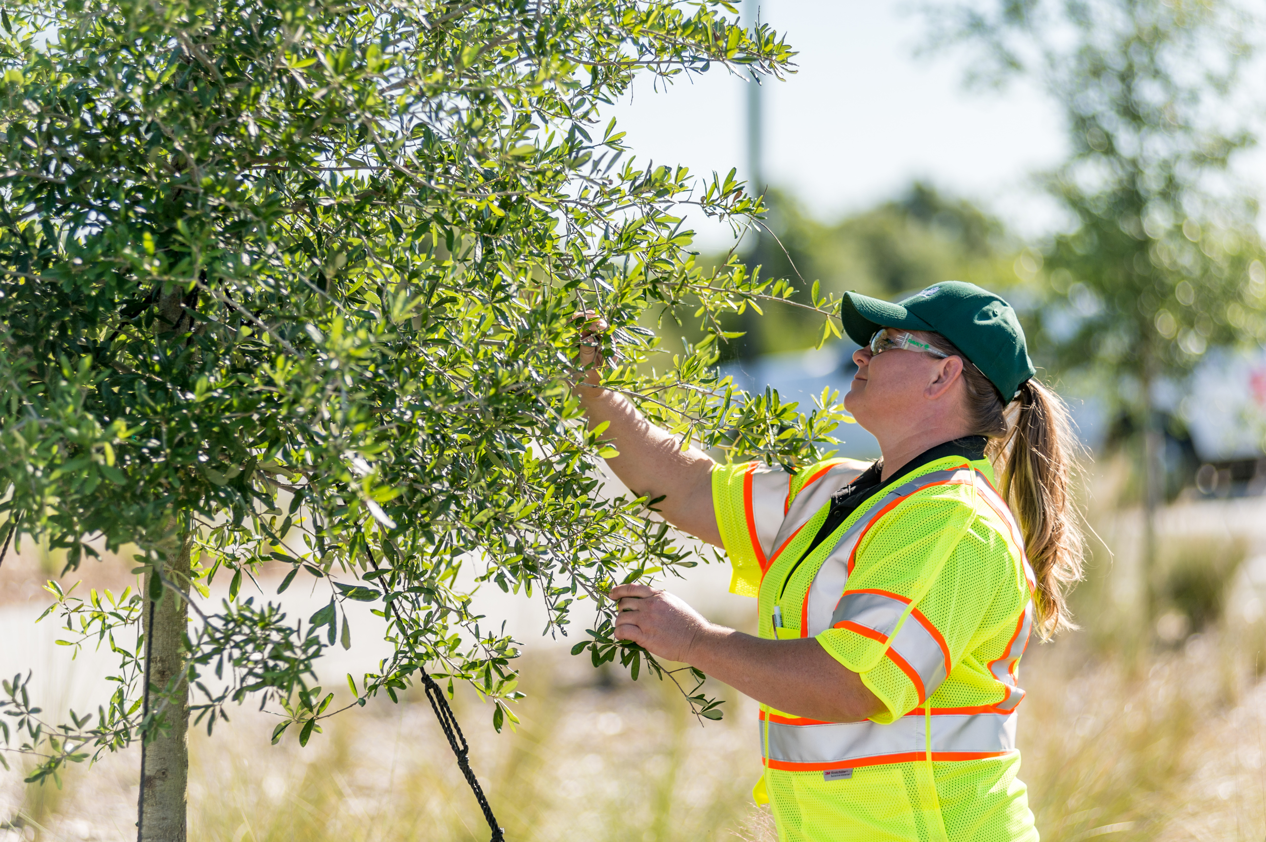 Commercial Tree Pests