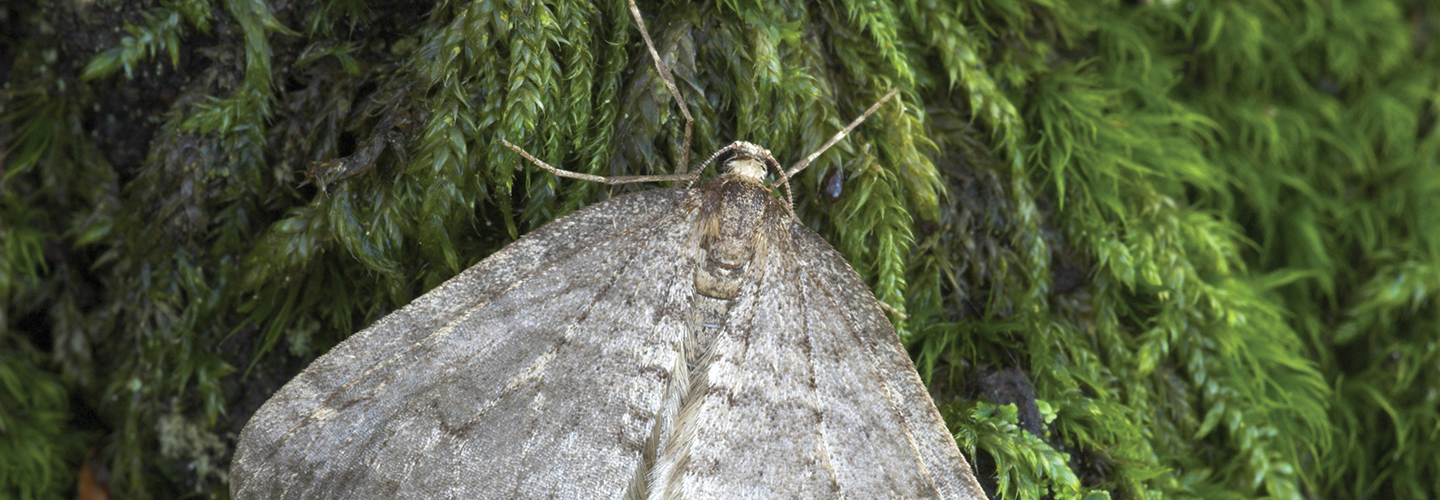 Pest And Disease Center Winter Moth Banner 1440X500