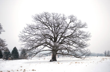 Maier.Oak.Winter (1)