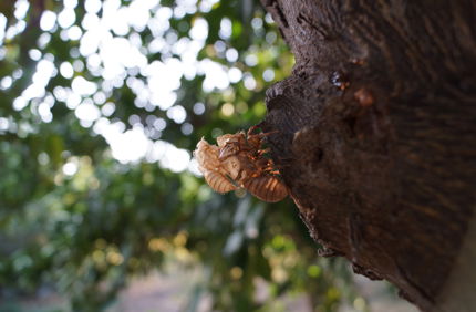 Cicada Shell On Tree