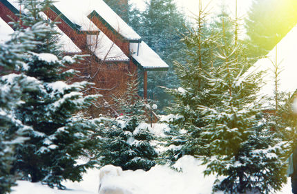 Snowy Evergreens At Home
