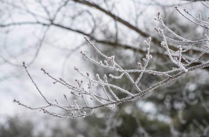 Winter Branch