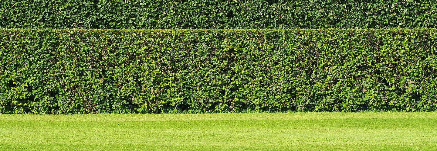 Privacy Trees Stock Banner