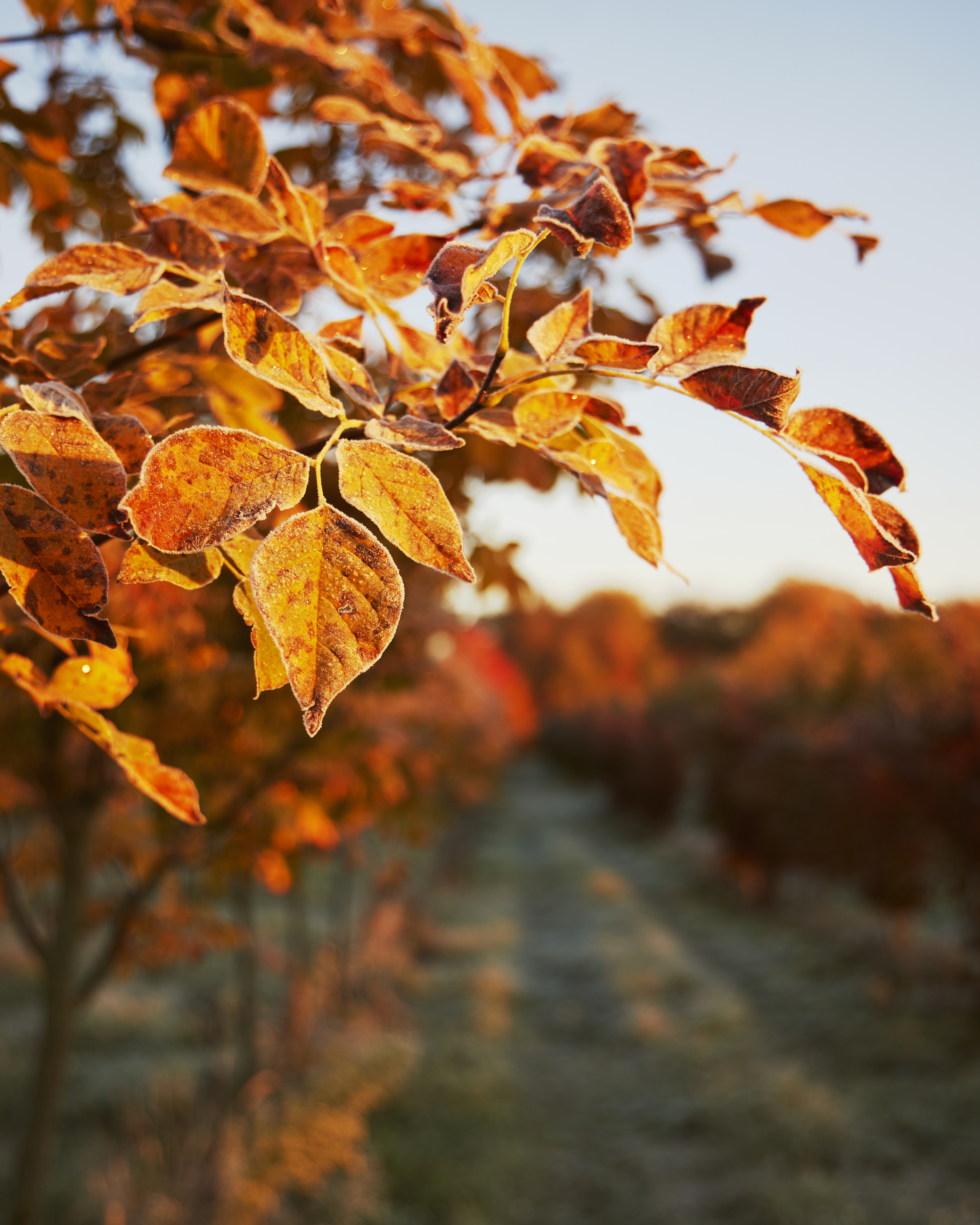 028A0611 5316X6645 0378D9c (2)