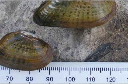 Mussel Banner