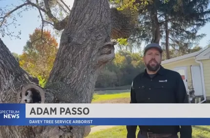 Adampassozombietrees