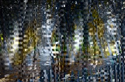 Wood Nature Tree Easy Landscape Grove