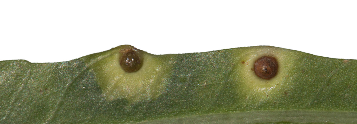 4S0a6655 Peruvian Pepper With Gall Sm